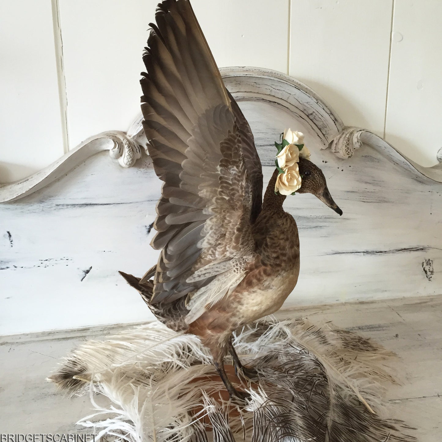 Flying Taxidermy Duck