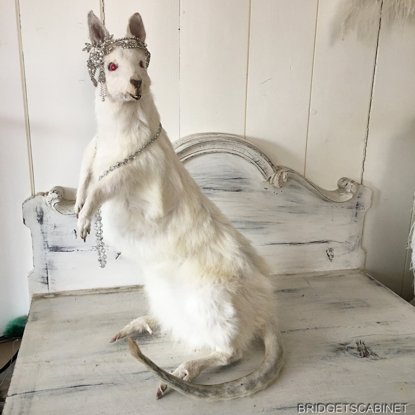 Albino White Taxidermy Wallaby