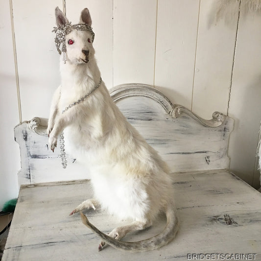 Albino White Taxidermy Wallaby