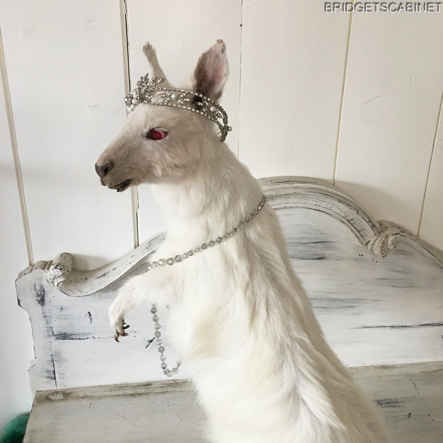 Albino White Taxidermy Wallaby