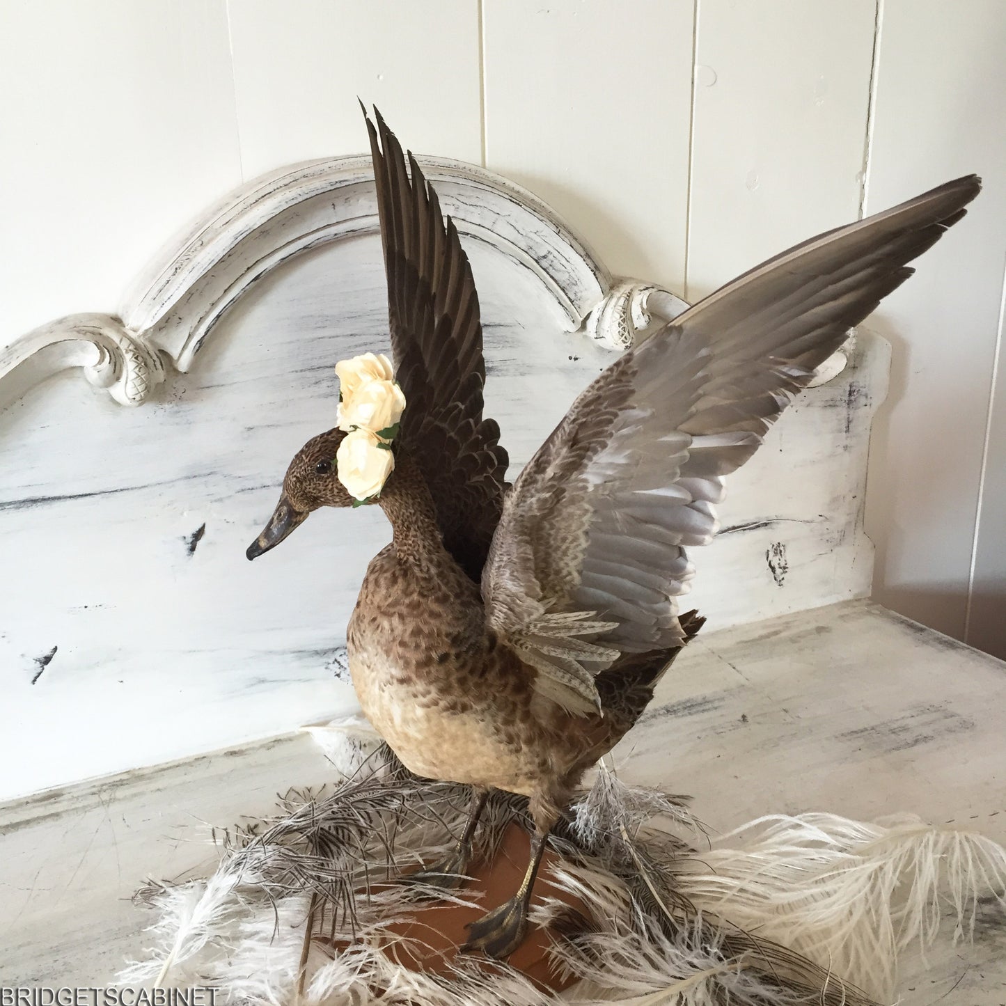 Flying Taxidermy Duck