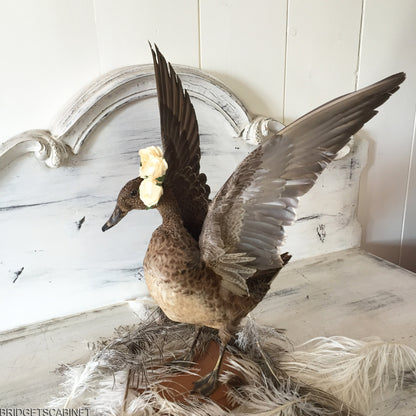 Flying Taxidermy Duck