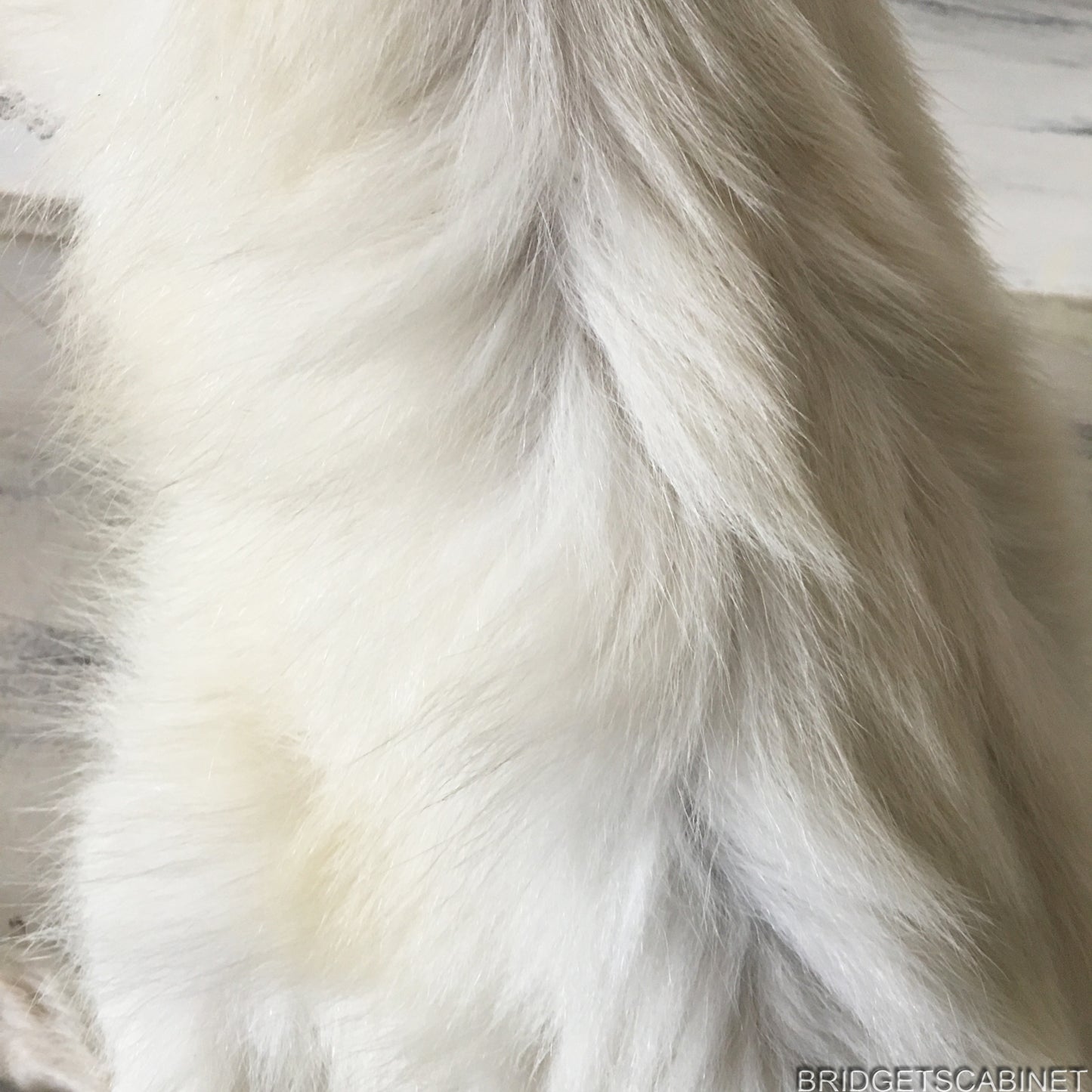Albino White Taxidermy Wallaby