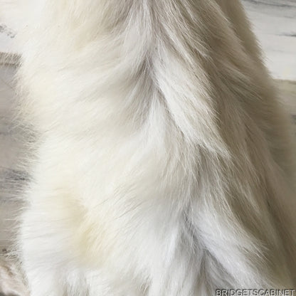 Albino White Taxidermy Wallaby