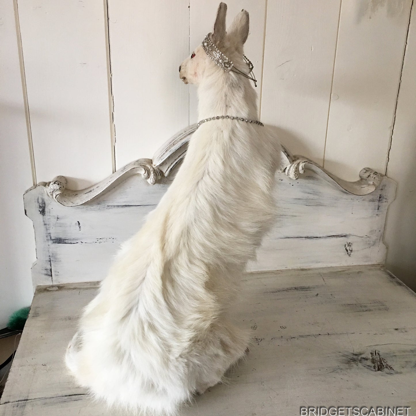 Albino White Taxidermy Wallaby