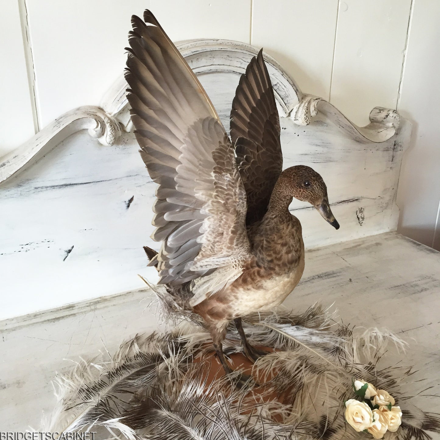 Flying Taxidermy Duck