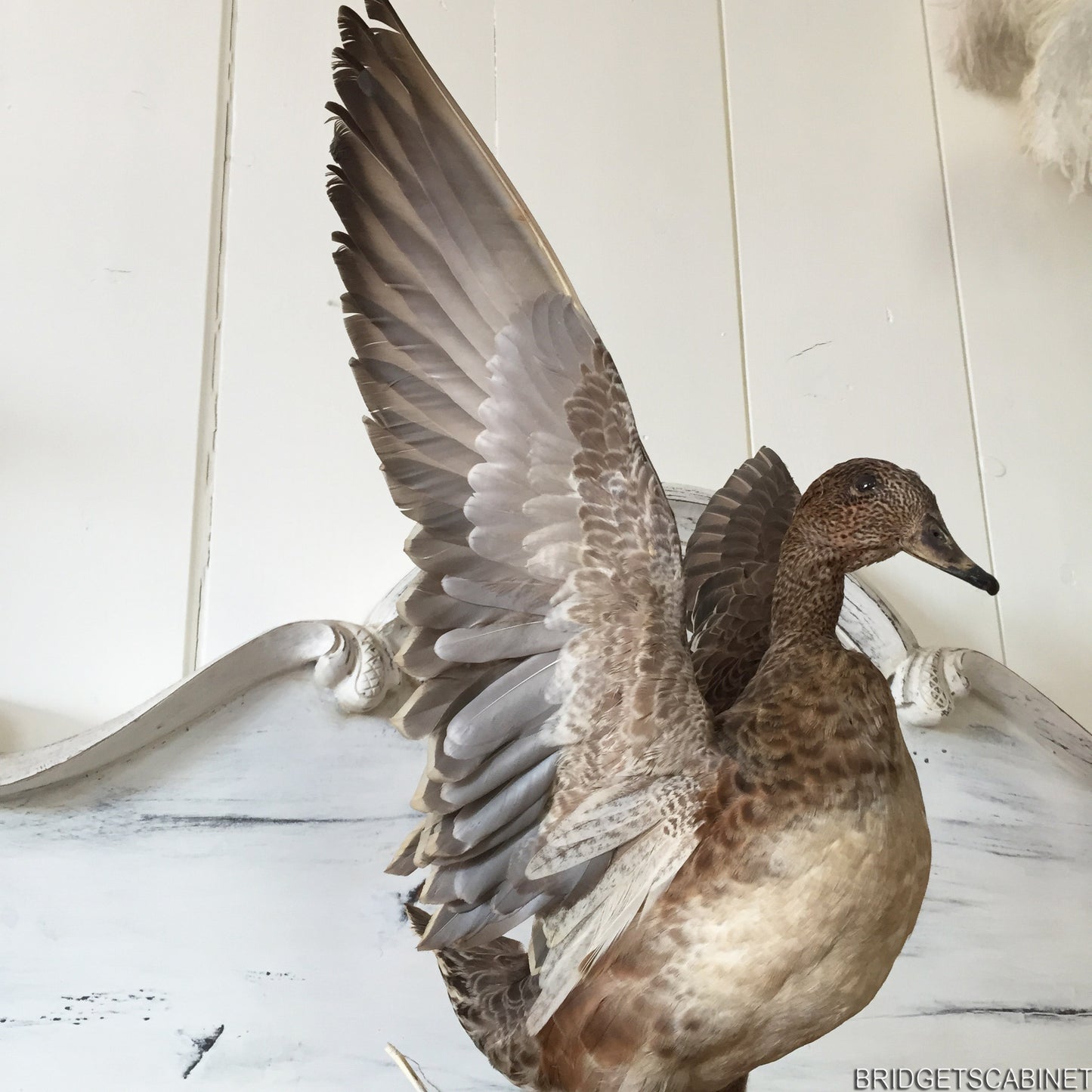 Flying Taxidermy Duck