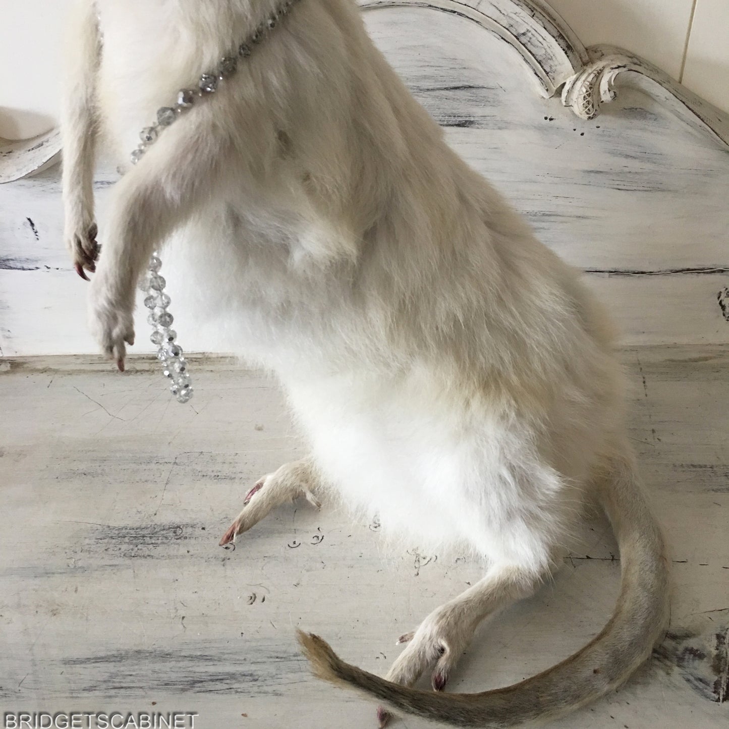 Albino White Taxidermy Wallaby