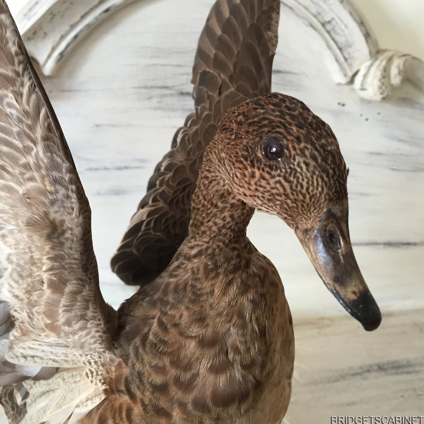 Flying Taxidermy Duck