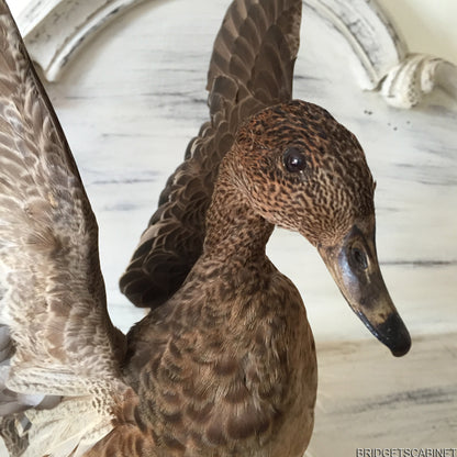 Flying Taxidermy Duck