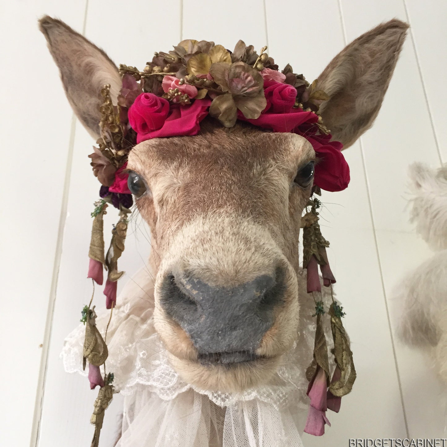 Enchanting Taxidermy Deer Head