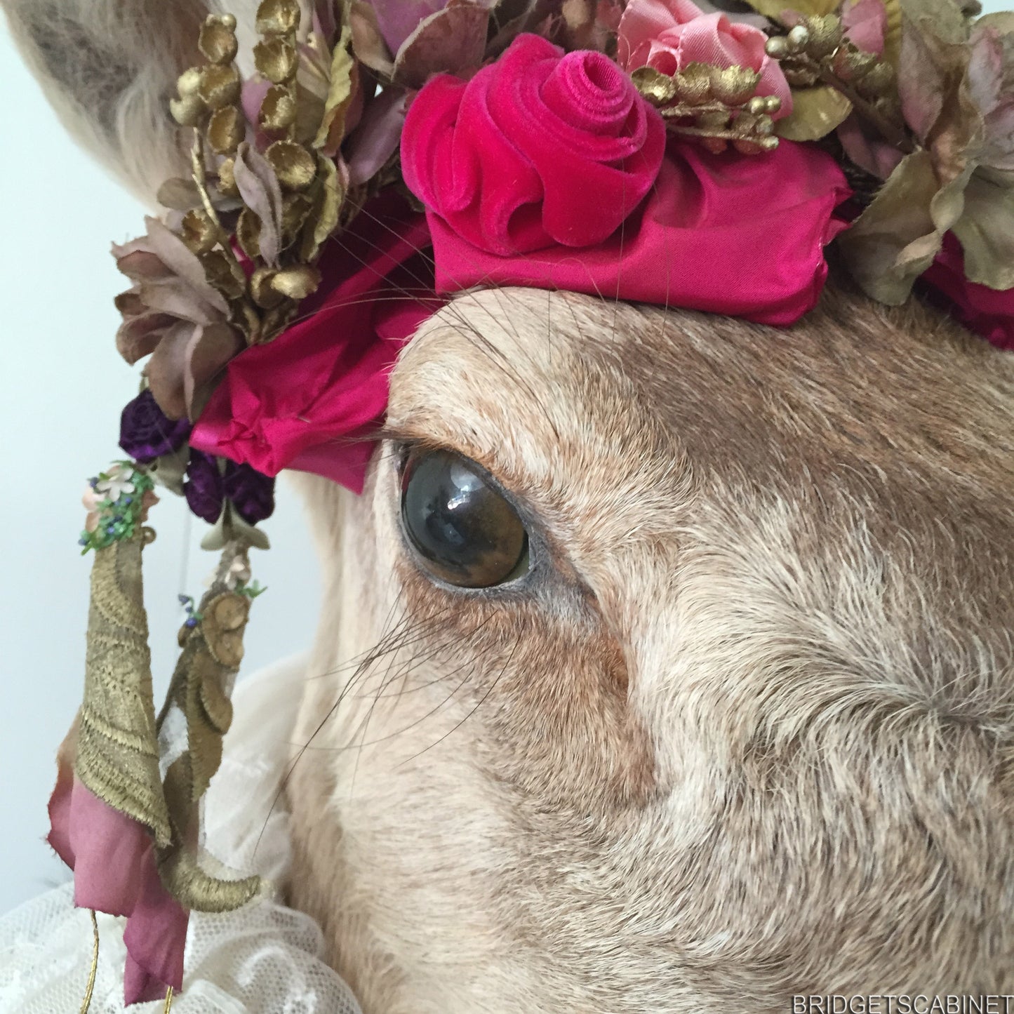 Enchanting Taxidermy Deer Head