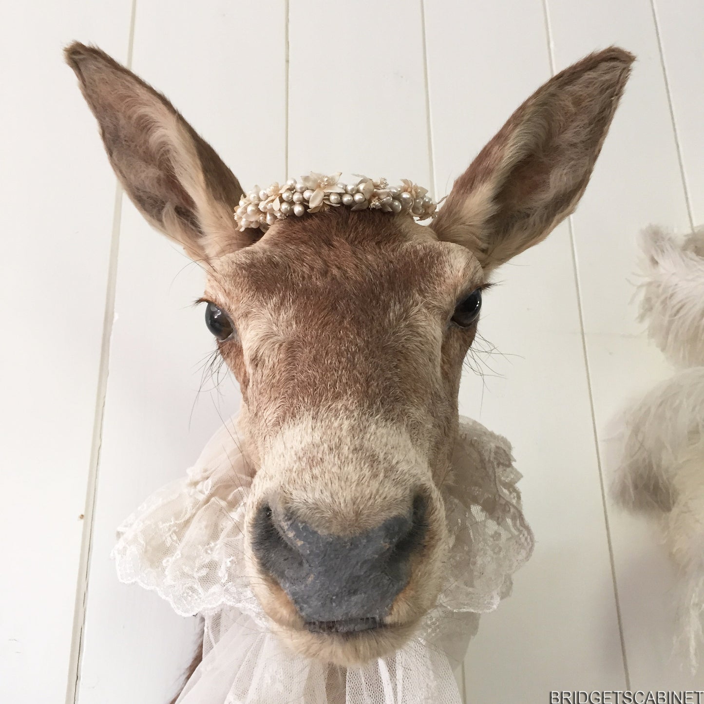 Enchanting Taxidermy Deer Head