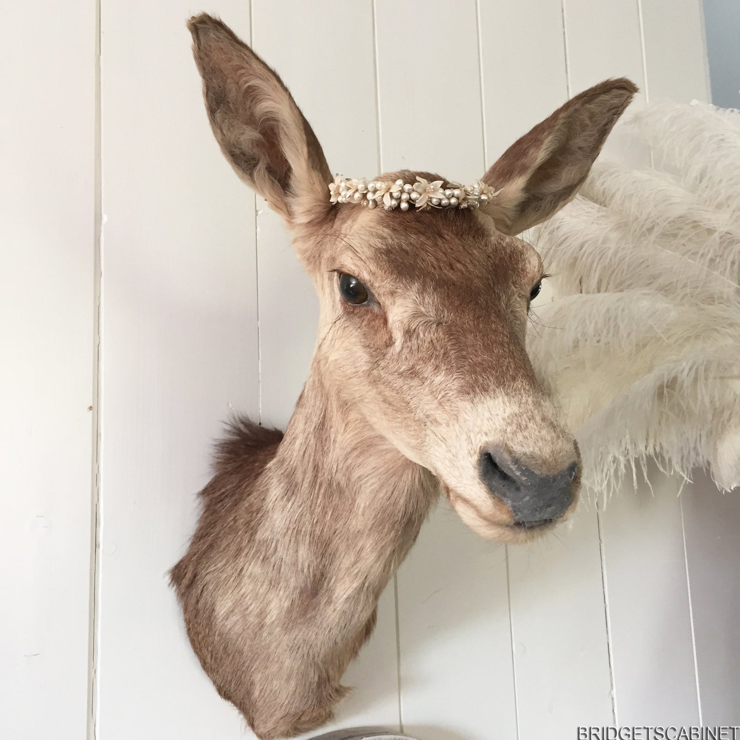 Enchanting Taxidermy Deer Head