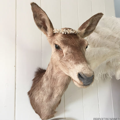 Enchanting Taxidermy Deer Head