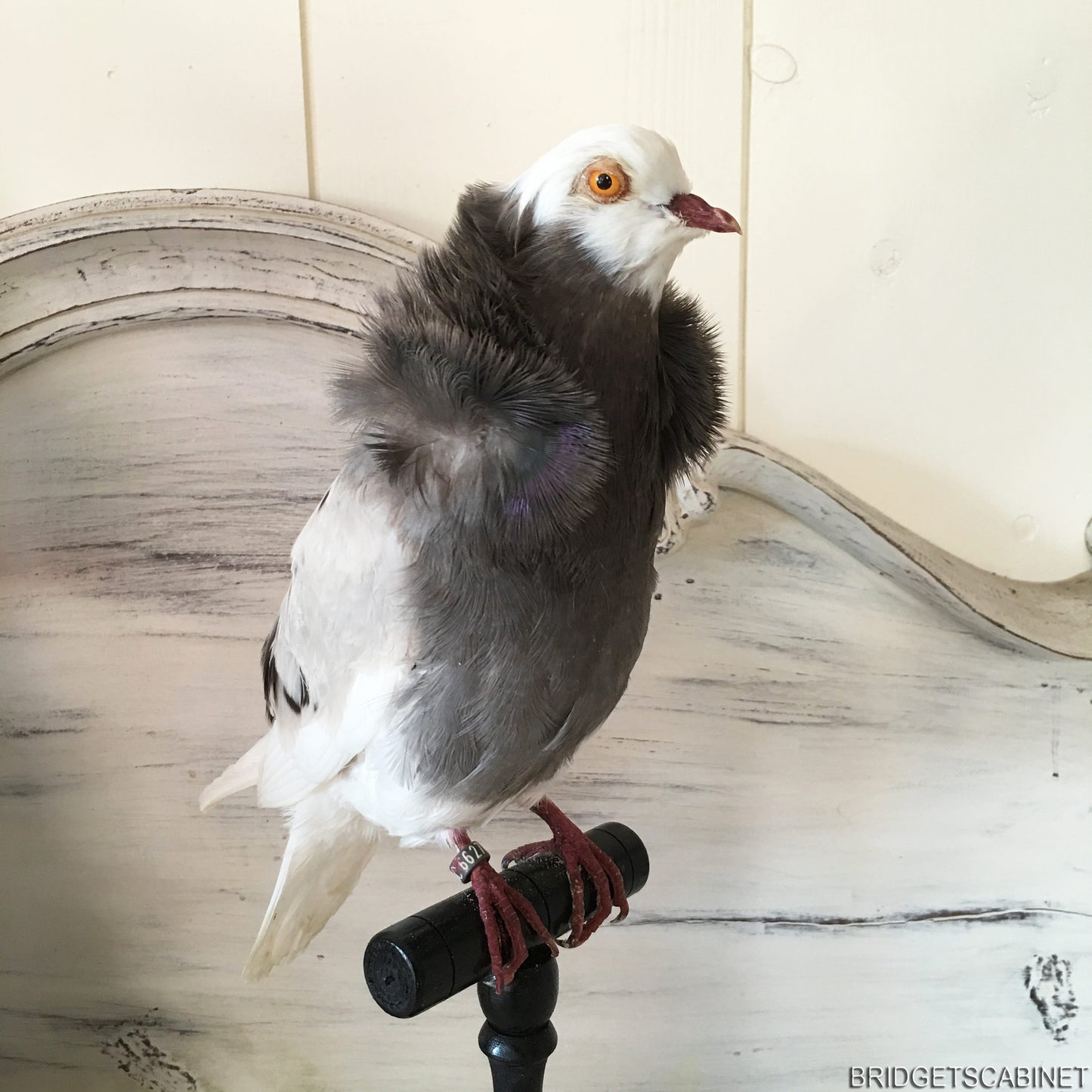 Old French Taxidermy Dove Pigeon