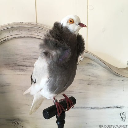Old French Taxidermy Dove Pigeon