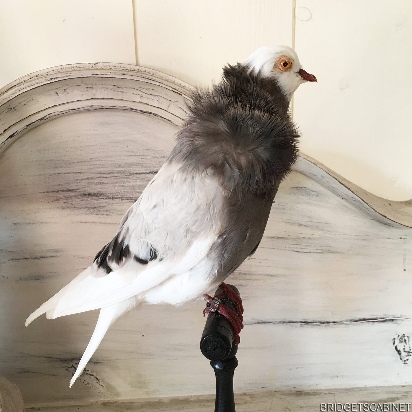 Old French Taxidermy Dove Pigeon
