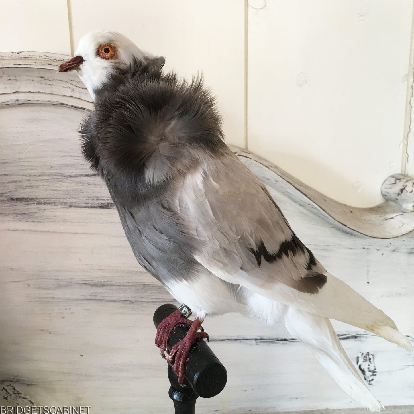 Old French Taxidermy Dove Pigeon