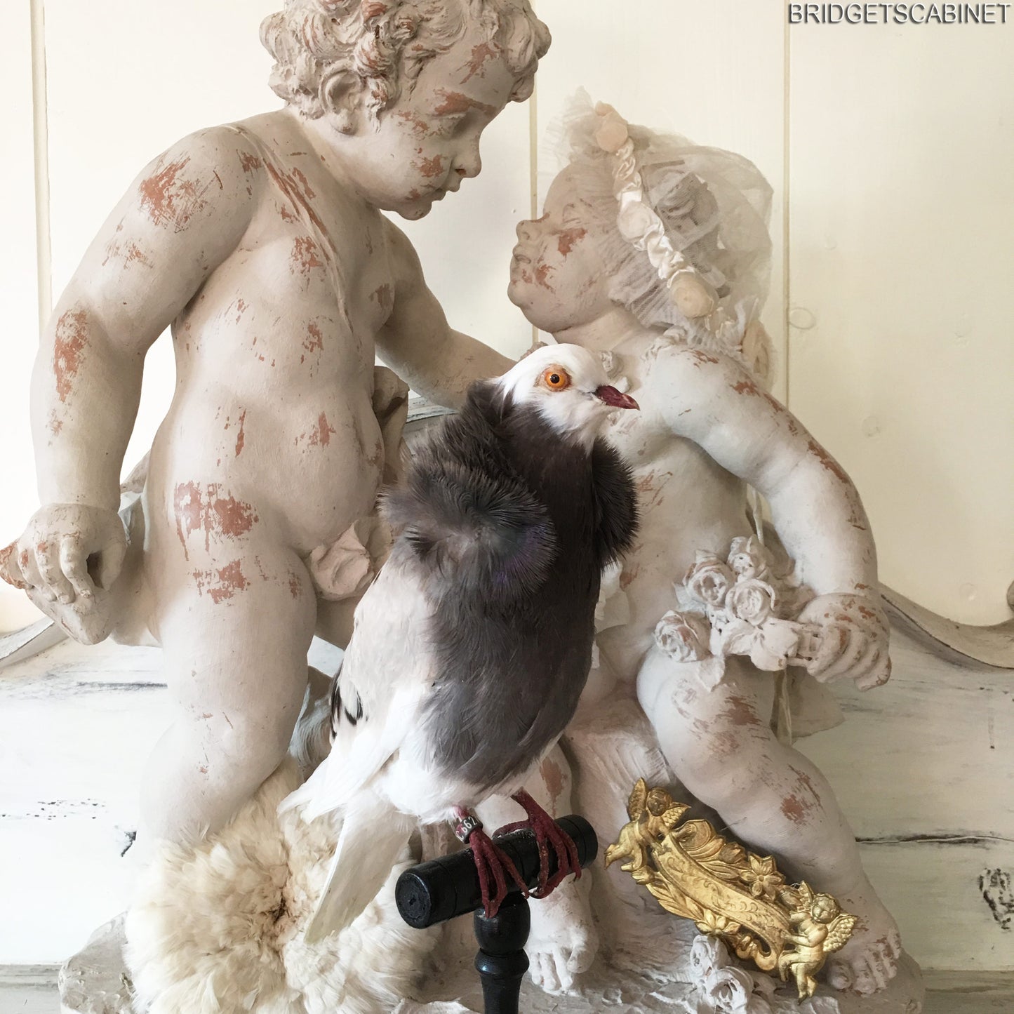 Old French Taxidermy Dove Pigeon