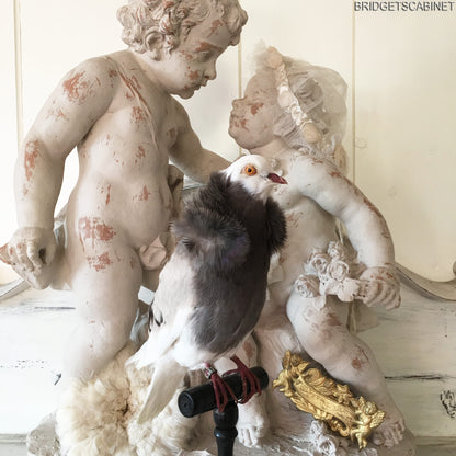 Old French Taxidermy Dove Pigeon