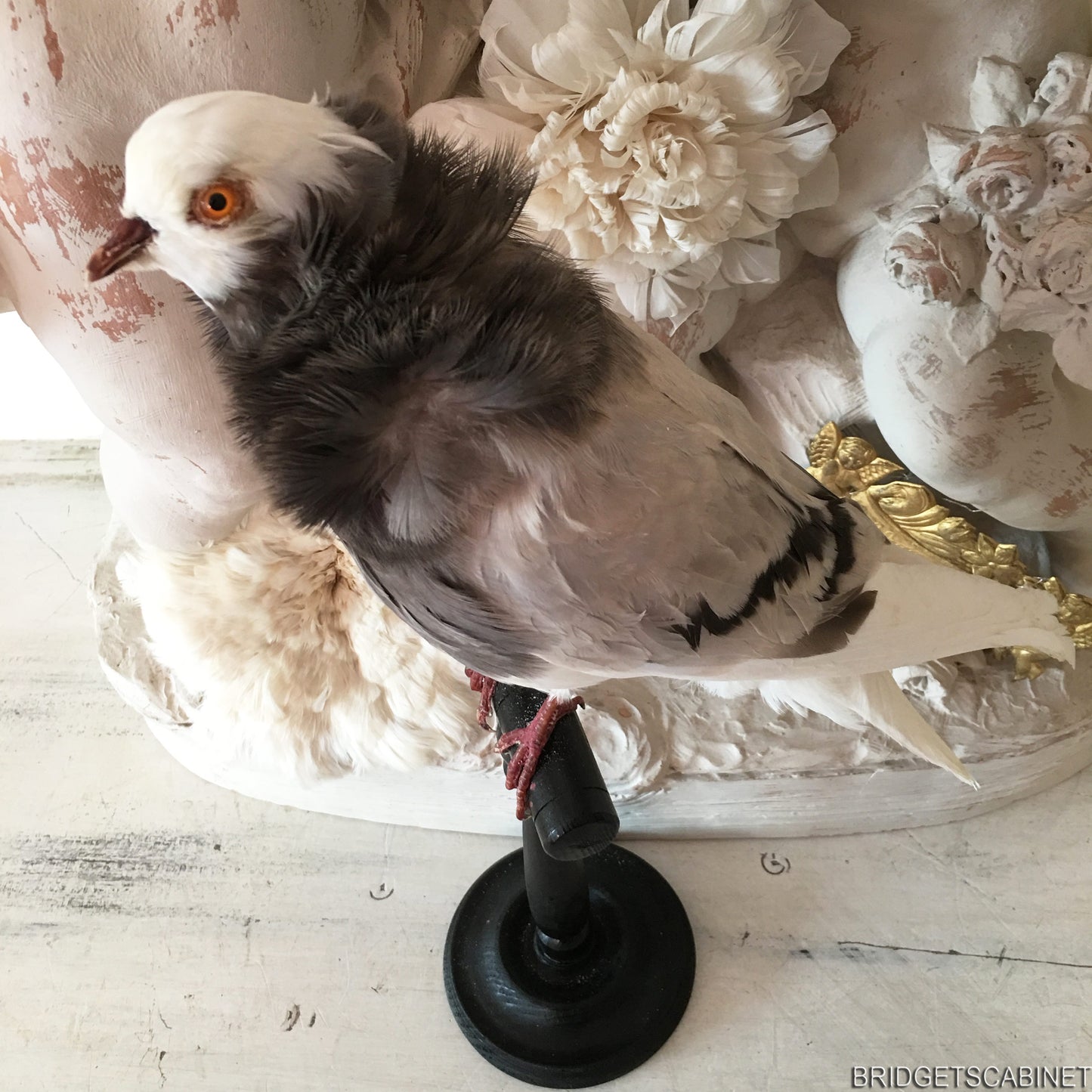 Old French Taxidermy Dove Pigeon
