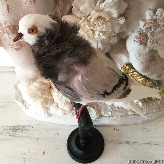 Old French Taxidermy Dove Pigeon