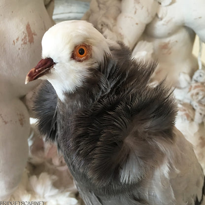 Old French Taxidermy Dove Pigeon