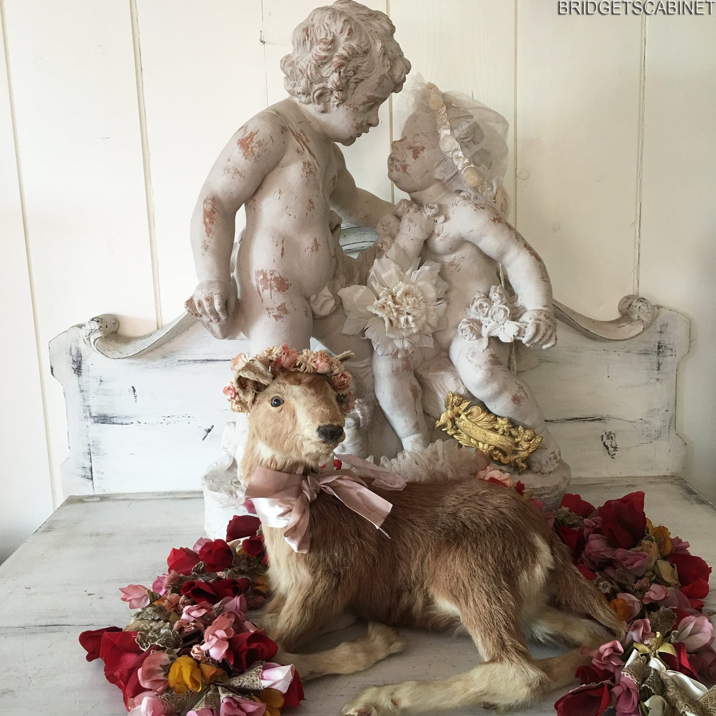Taxidermy Goat
