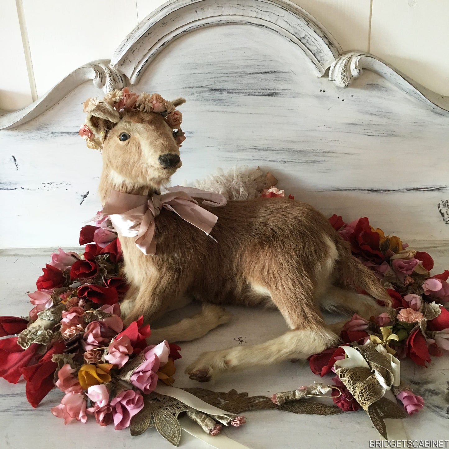Taxidermy Goat