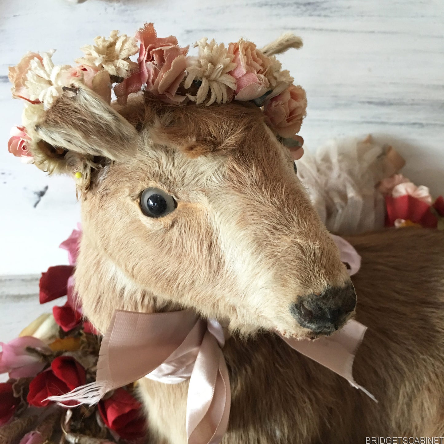 Taxidermy Goat