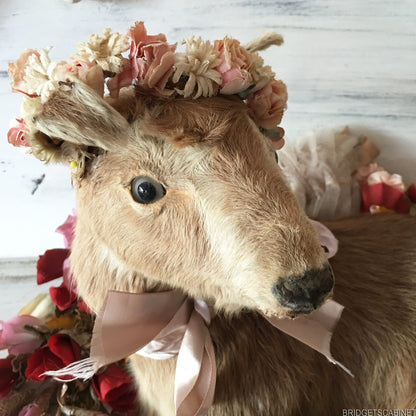 Taxidermy Goat