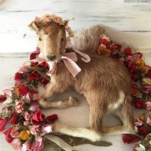 Taxidermy Goat