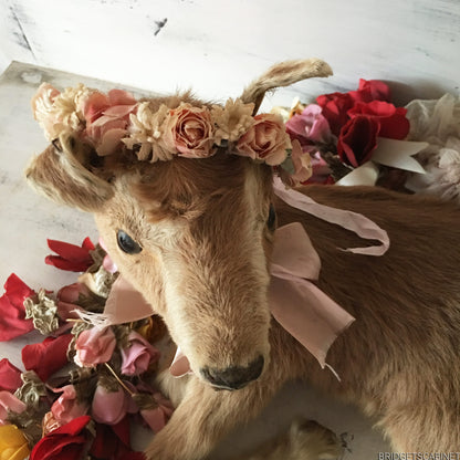 Taxidermy Goat