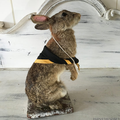 Scene of 5 1930s Taxidermy Animals