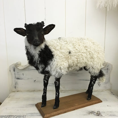 1930s French Taxidermy Sheep Mounted