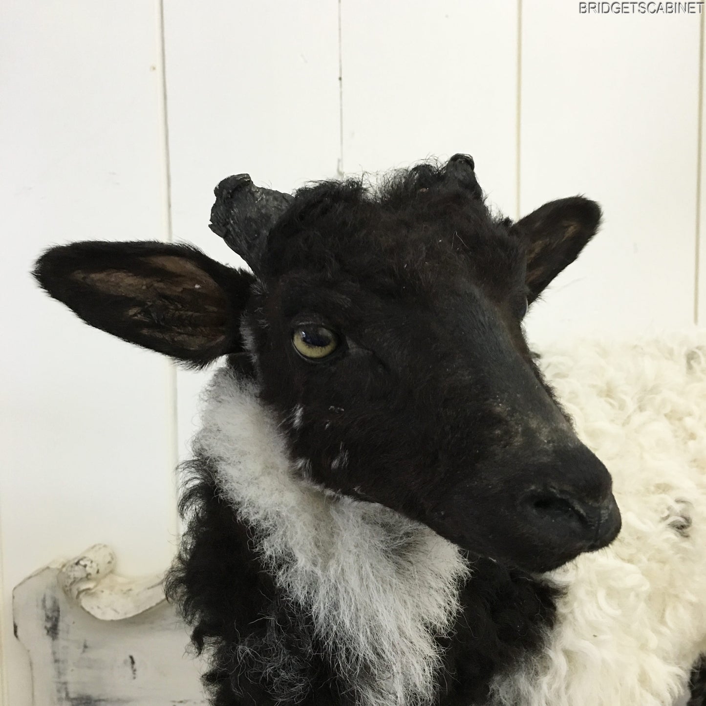 1930s French Taxidermy Sheep Mounted