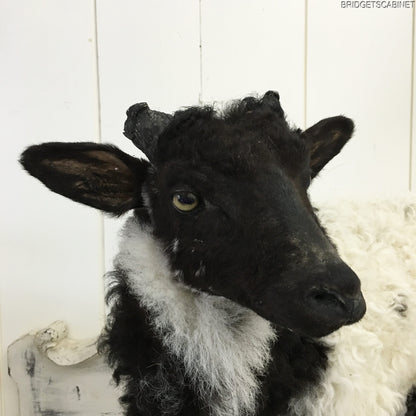 1930s French Taxidermy Sheep Mounted