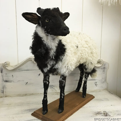 1930s French Taxidermy Sheep Mounted