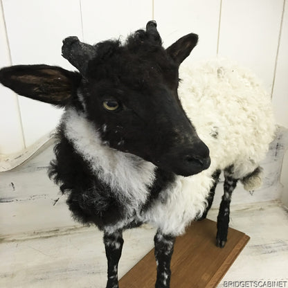 1930s French Taxidermy Sheep Mounted