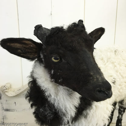 1930s French Taxidermy Sheep Mounted