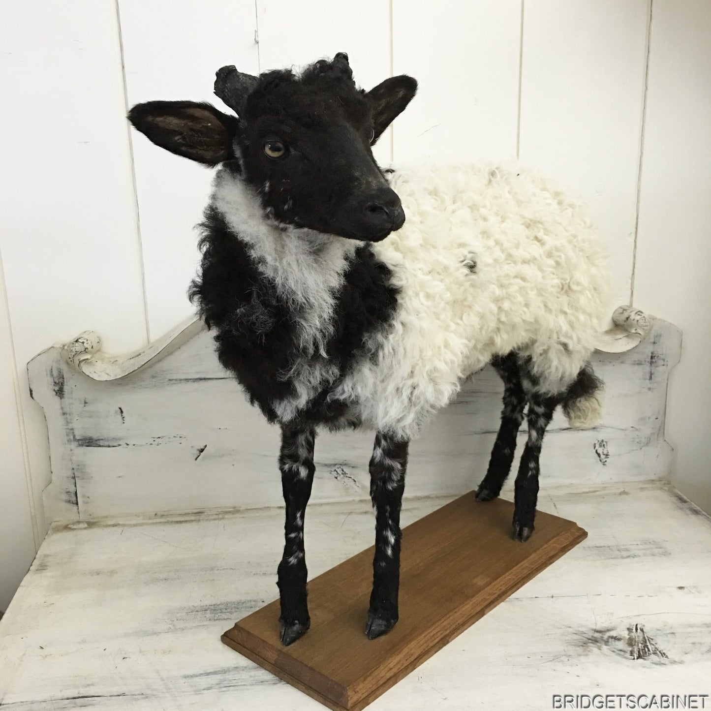1930s French Taxidermy Sheep Mounted