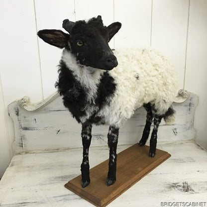 1930s French Taxidermy Sheep Mounted