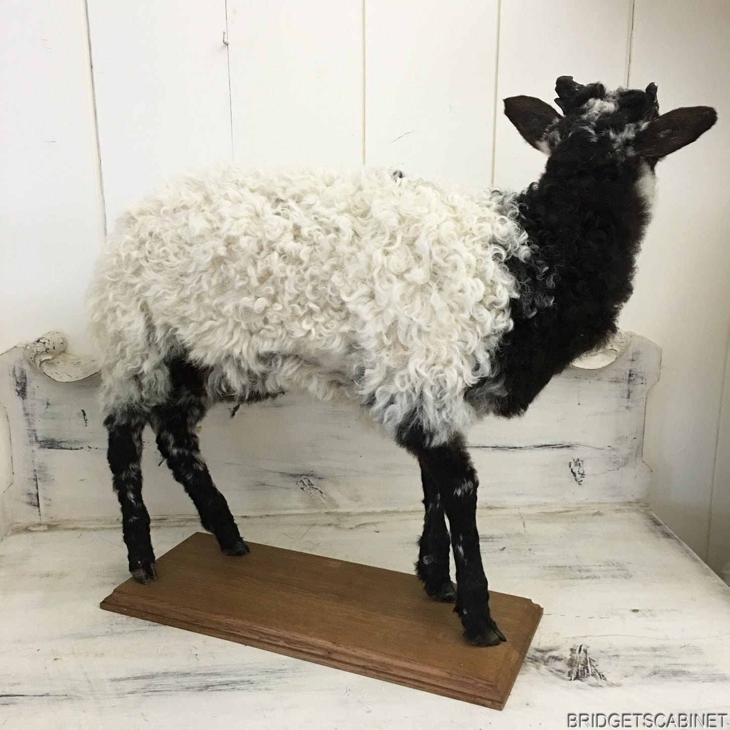 1930s French Taxidermy Sheep Mounted