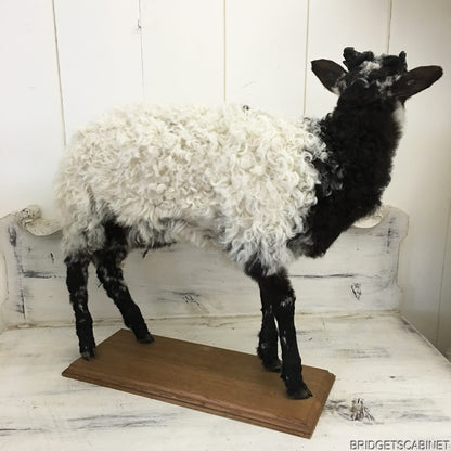 1930s French Taxidermy Sheep Mounted