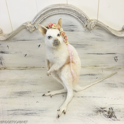 Taxidermy White Wallaby
