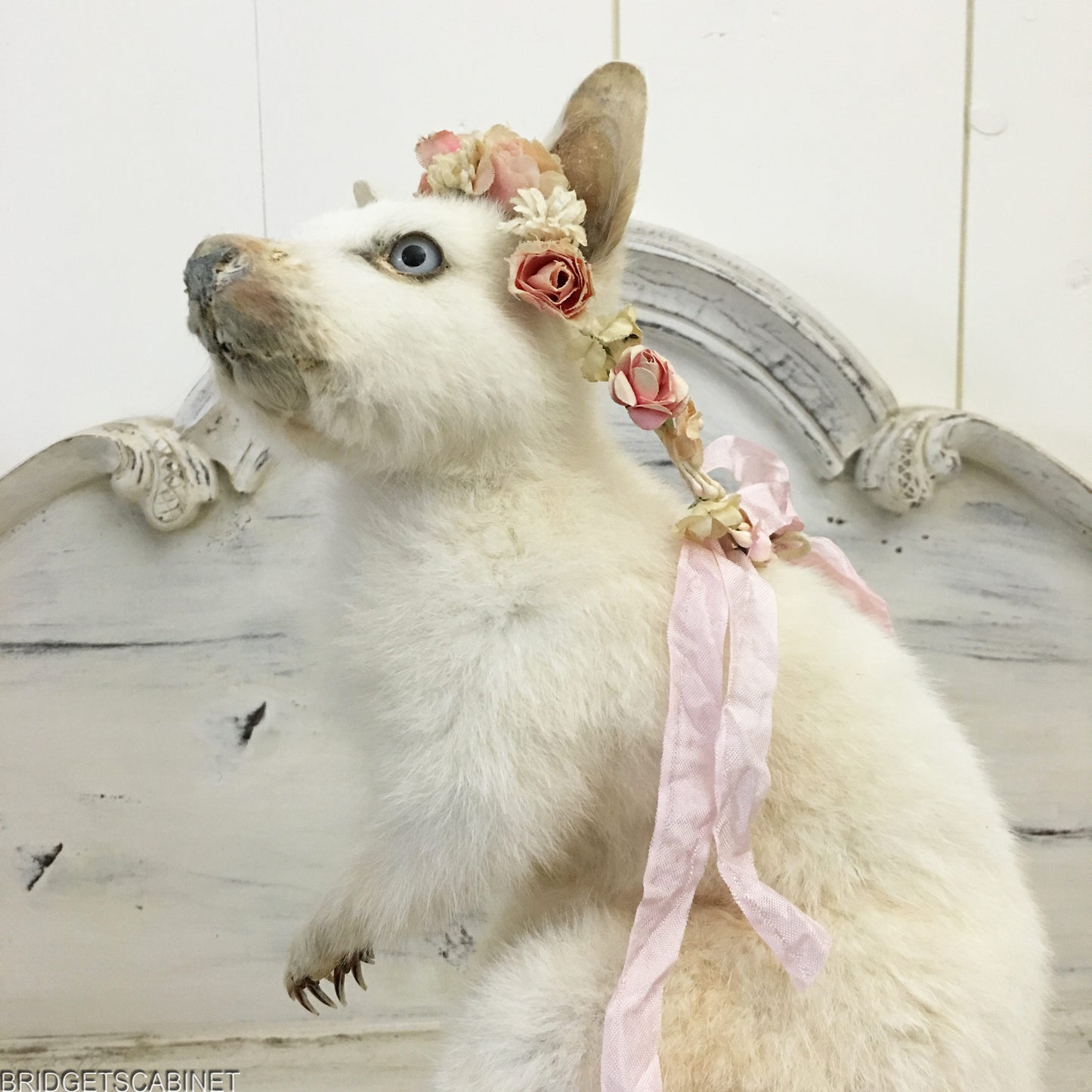 Taxidermy White Wallaby