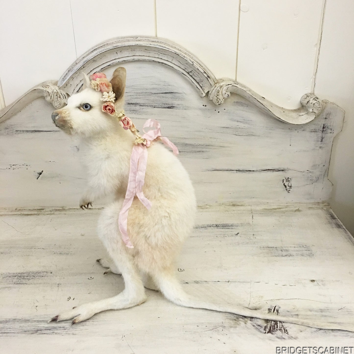 Taxidermy White Wallaby