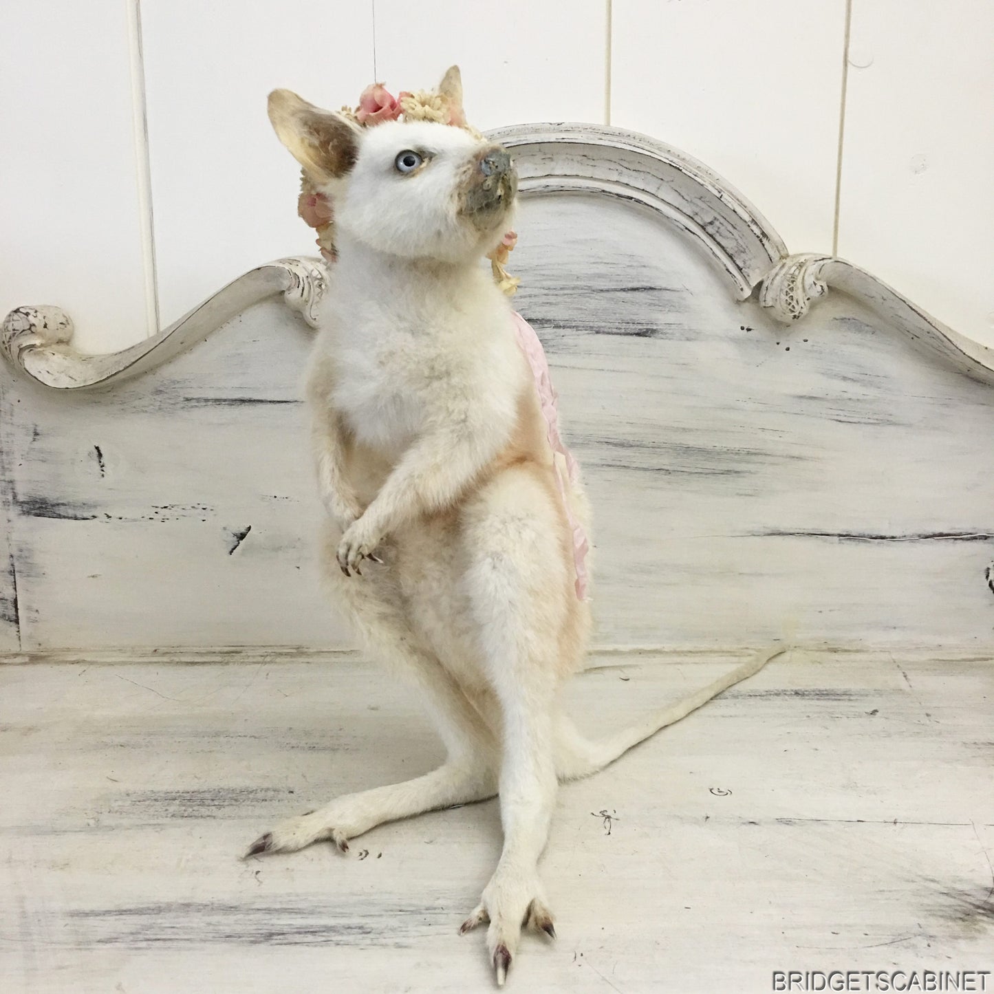 Taxidermy White Wallaby