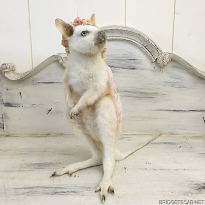Taxidermy White Wallaby